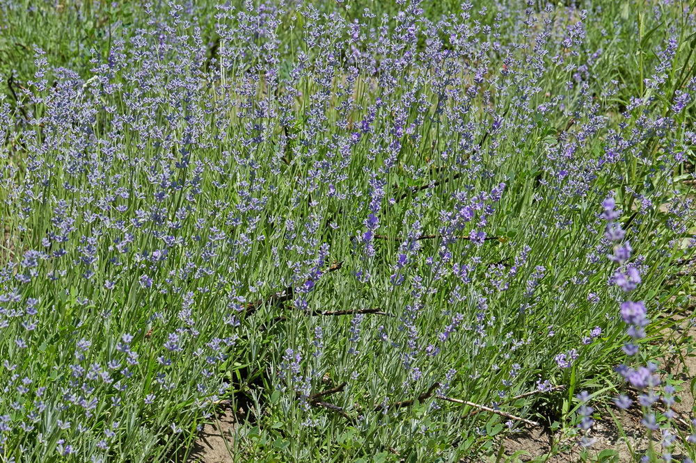 Image of Lavandula angustifolia specimen.