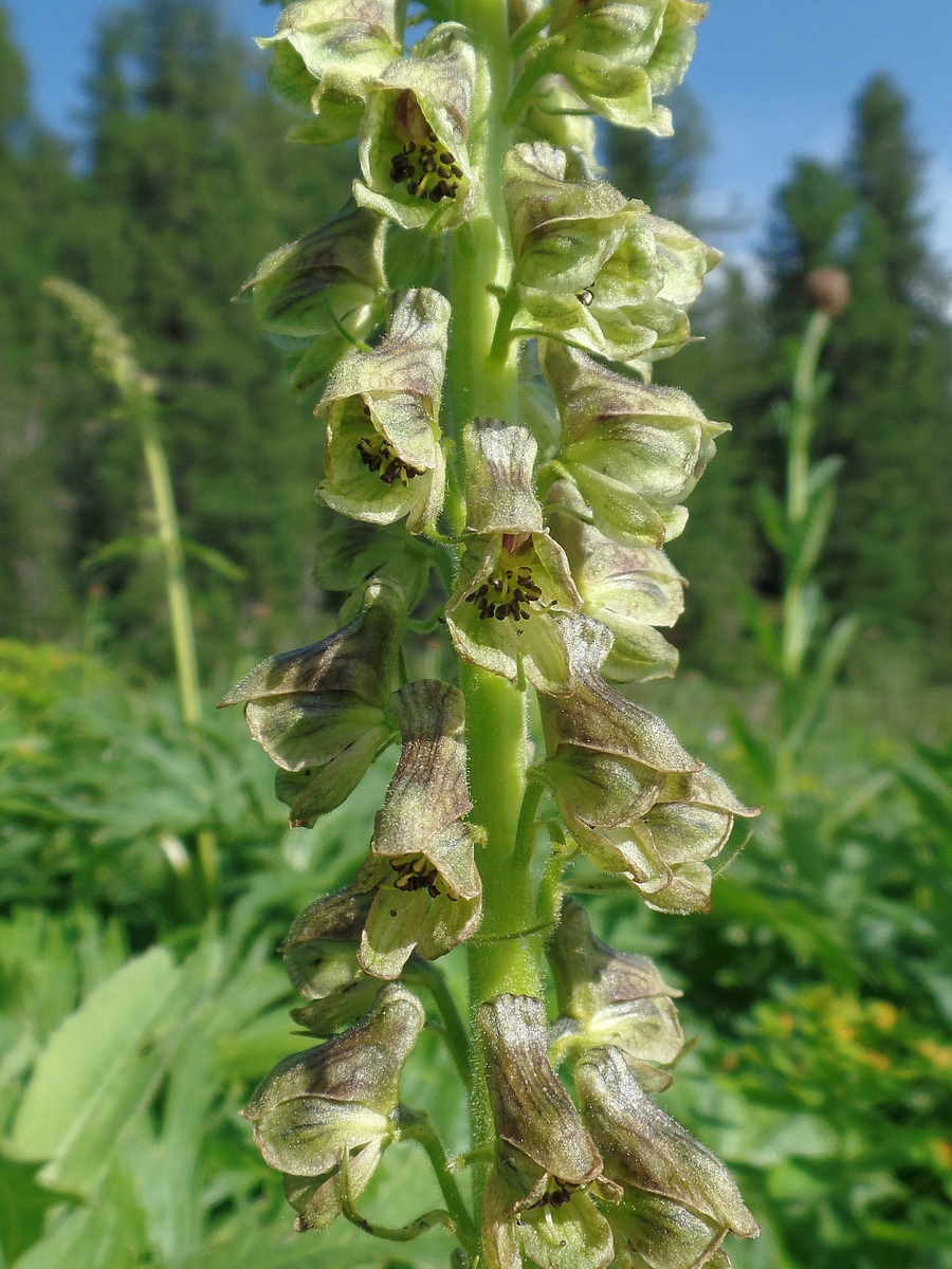 Image of Aconitum sajanense specimen.