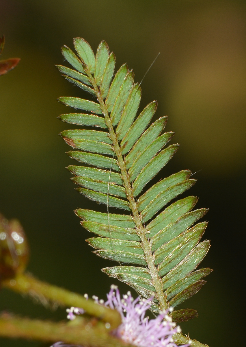 Изображение особи Mimosa pudica.