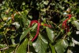 Acalypha hispida