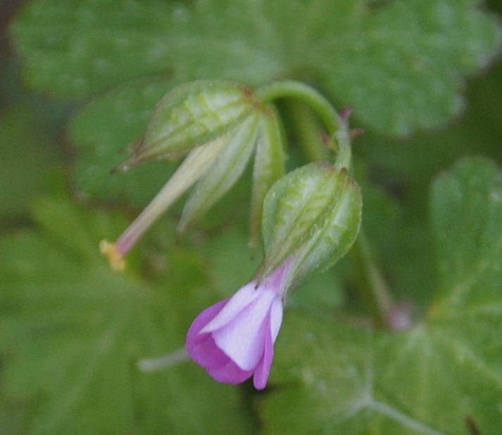 Image of Geranium lucidum specimen.