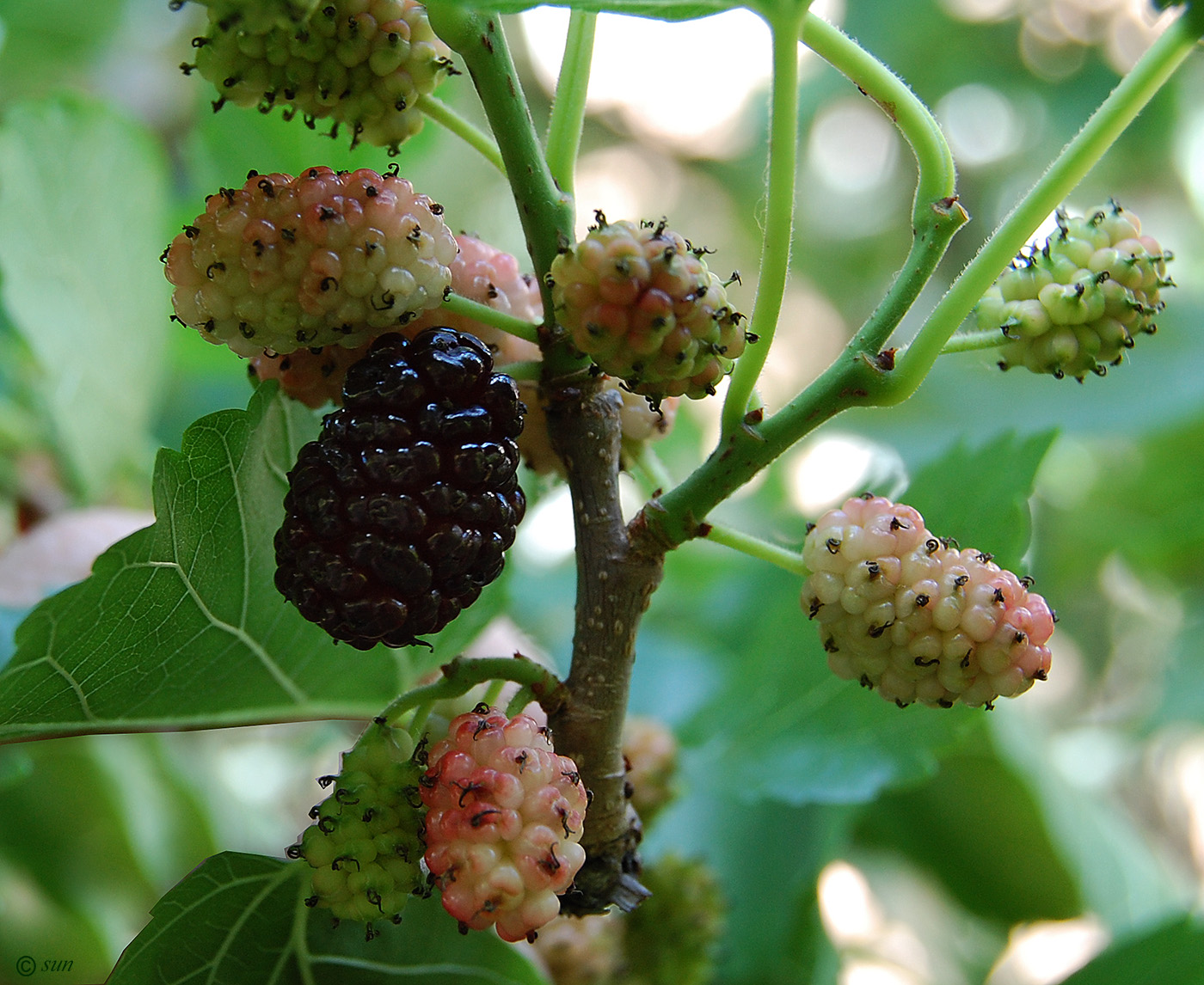 Изображение особи Morus alba.