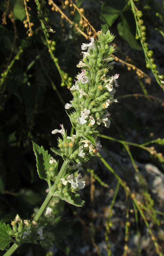 Image of Nepeta cataria specimen.