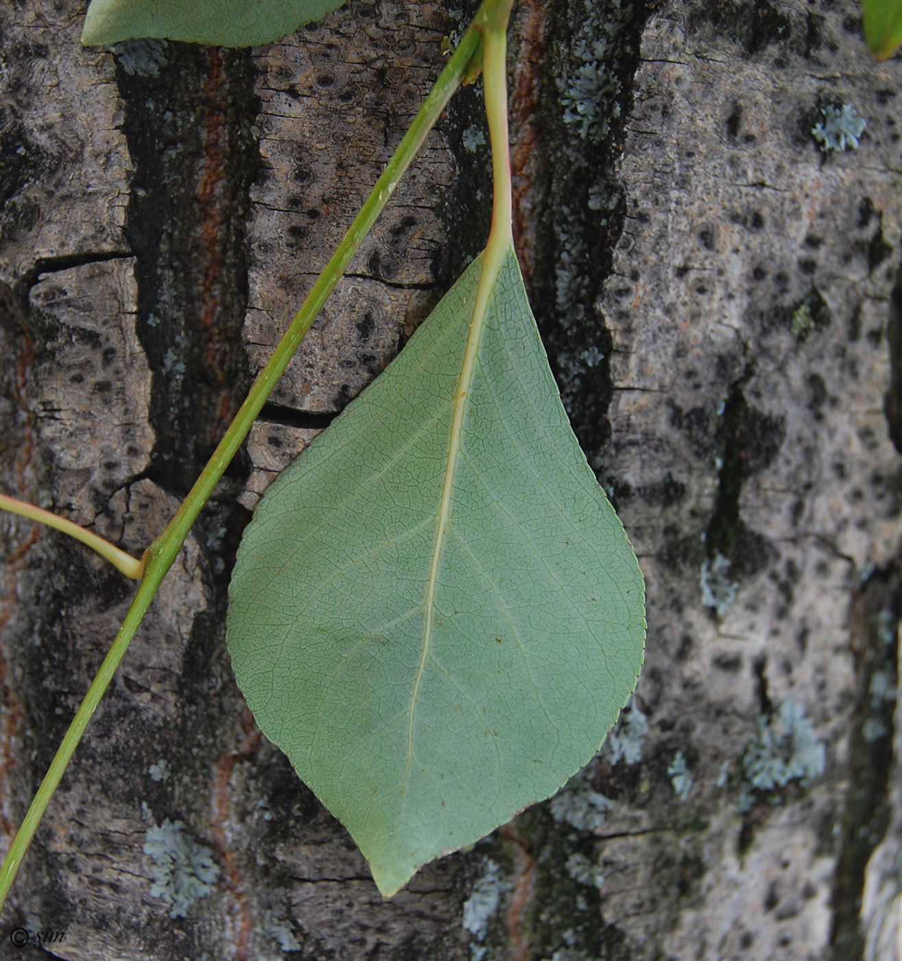 Image of Populus simonii specimen.