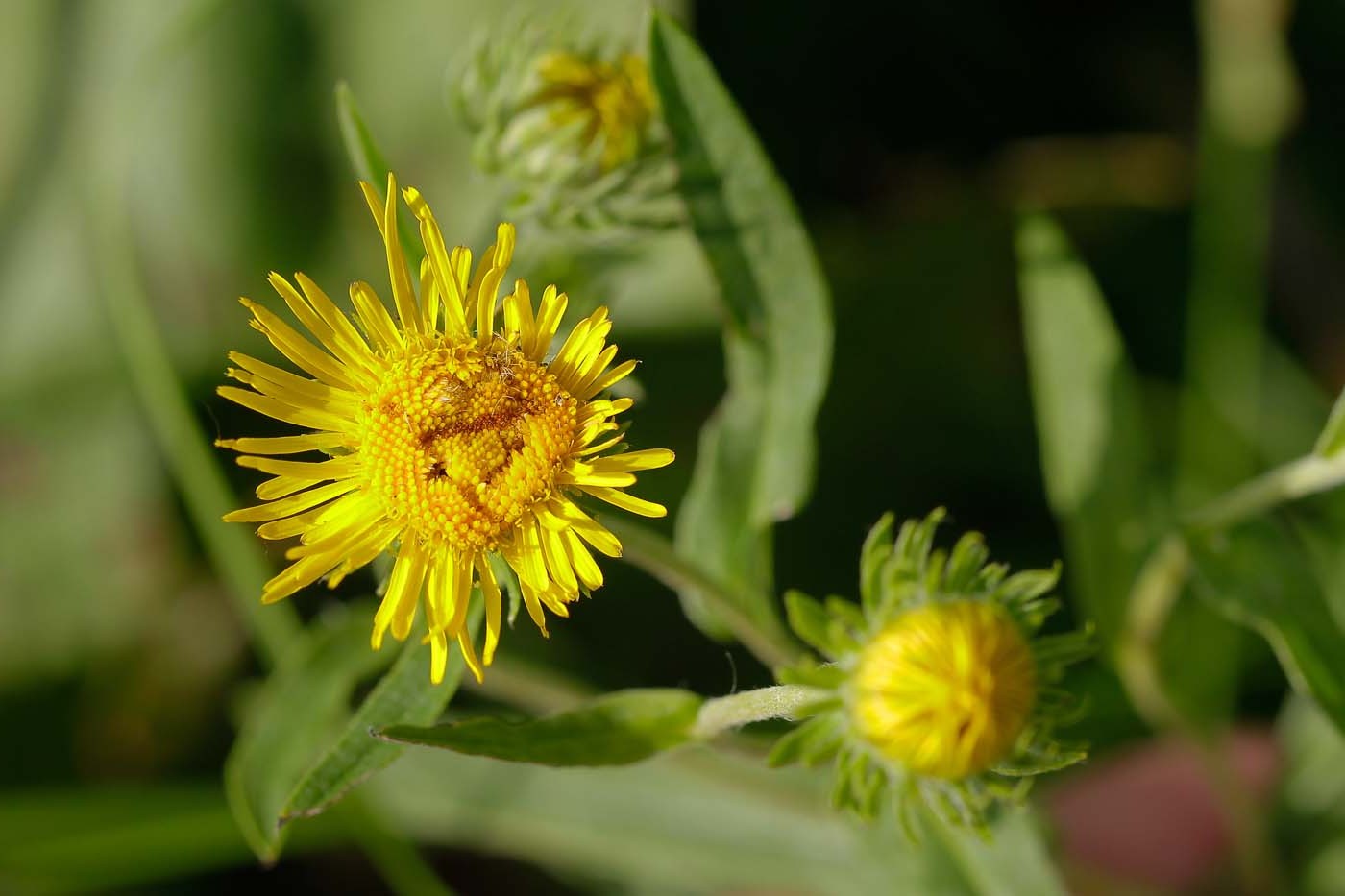 Изображение особи Inula britannica.