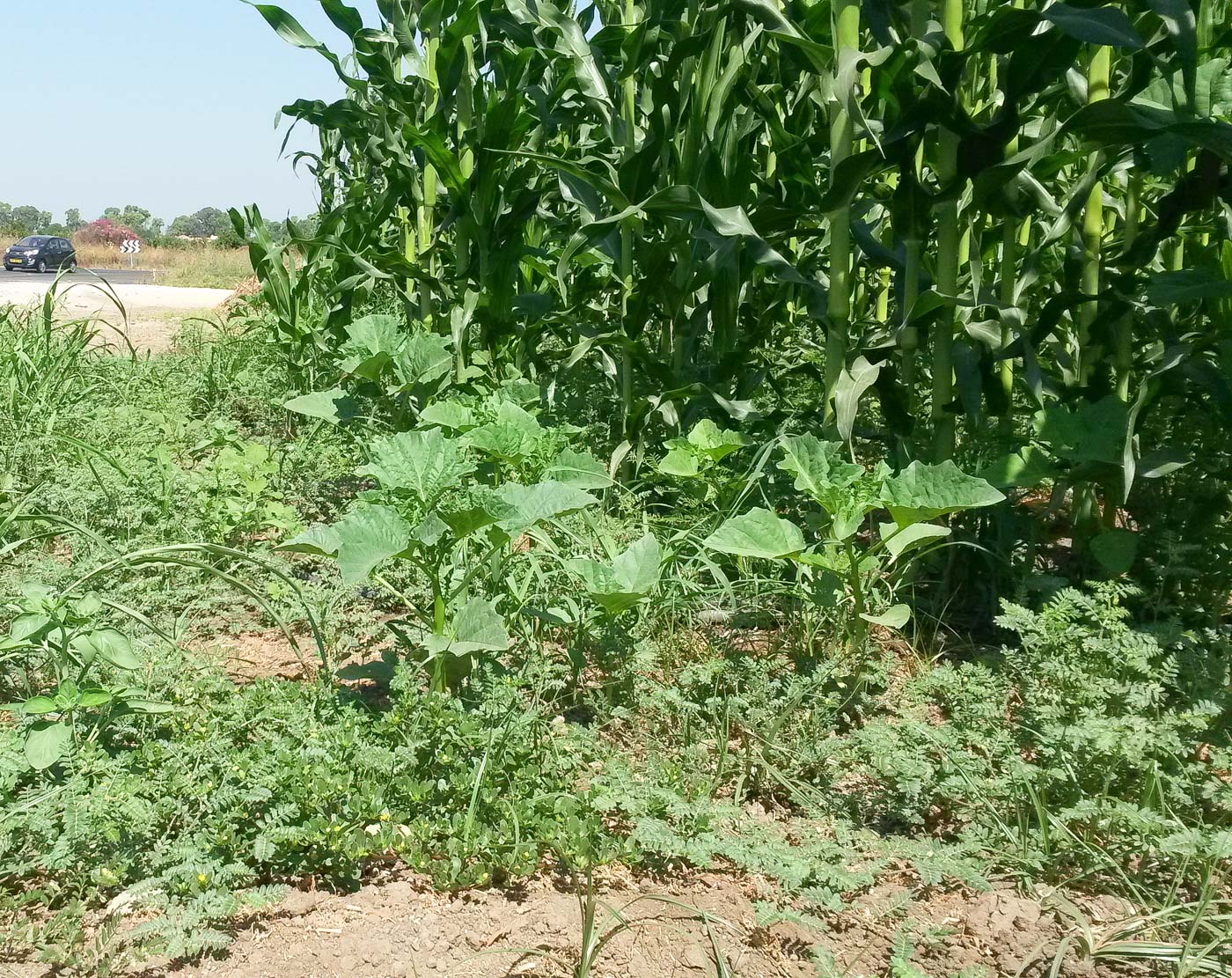 Image of Datura ferox specimen.