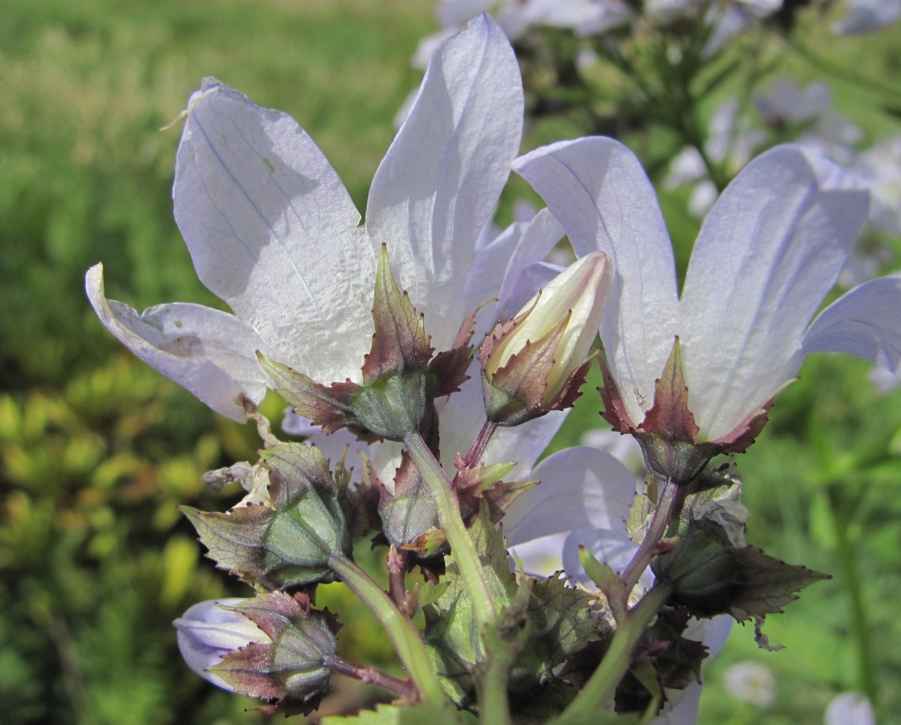 Image of Gadellia lactiflora specimen.