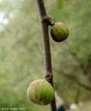 Ficus carica