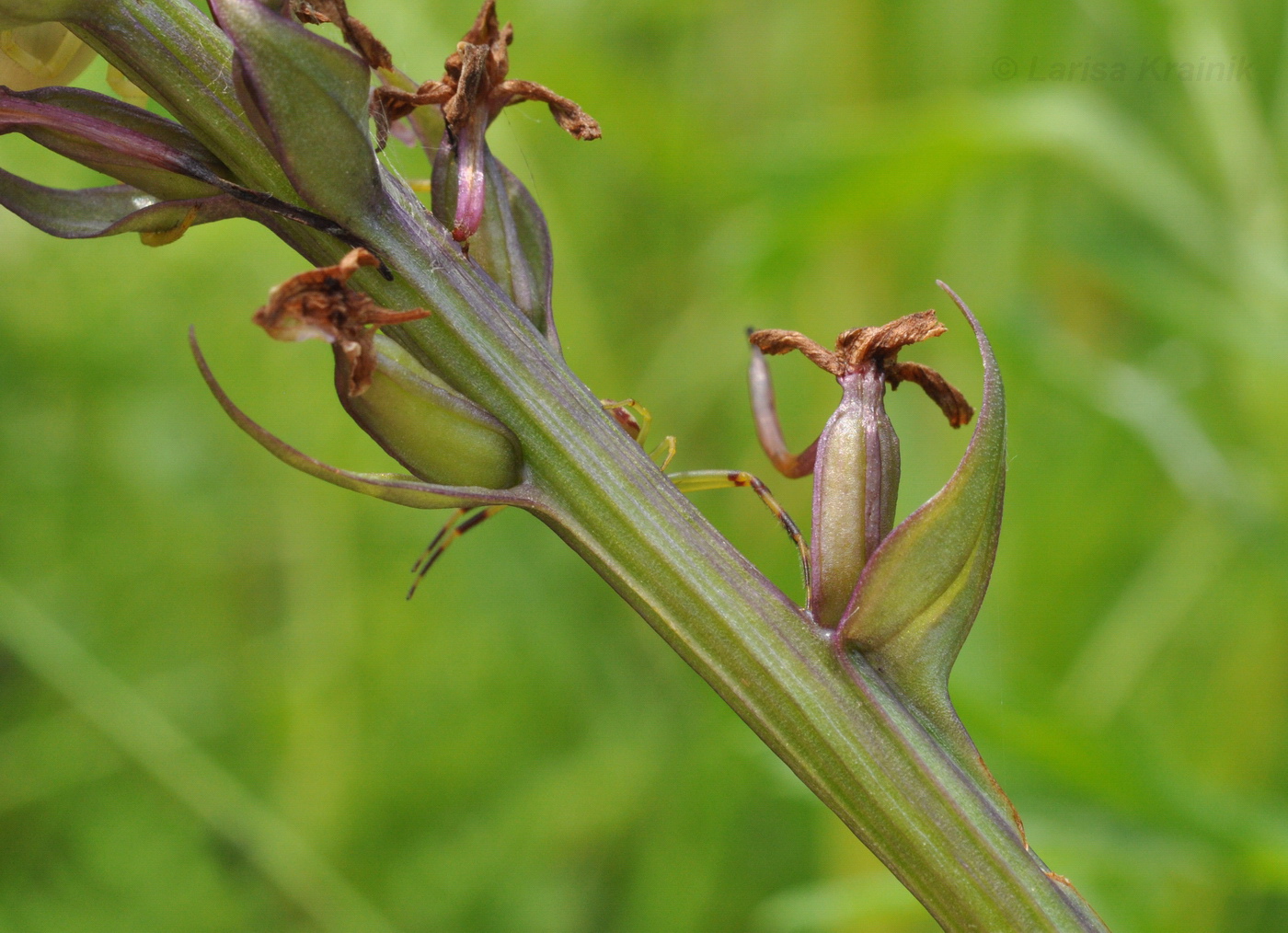 Image of Gymnadenia conopsea specimen.