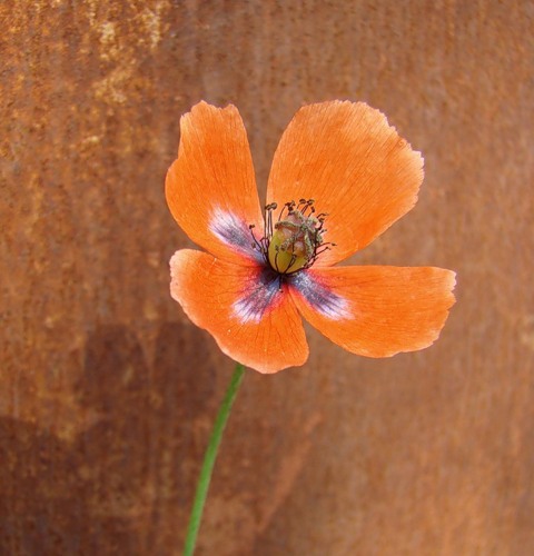 Image of Papaver dubium specimen.