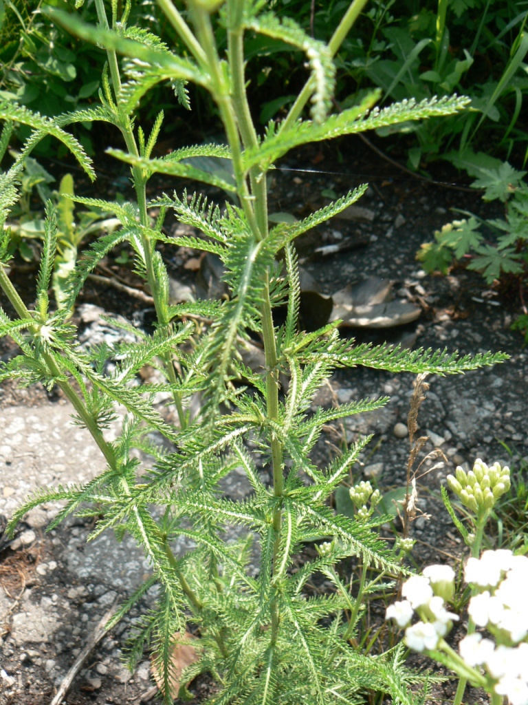 Image of Achillea alpina specimen.