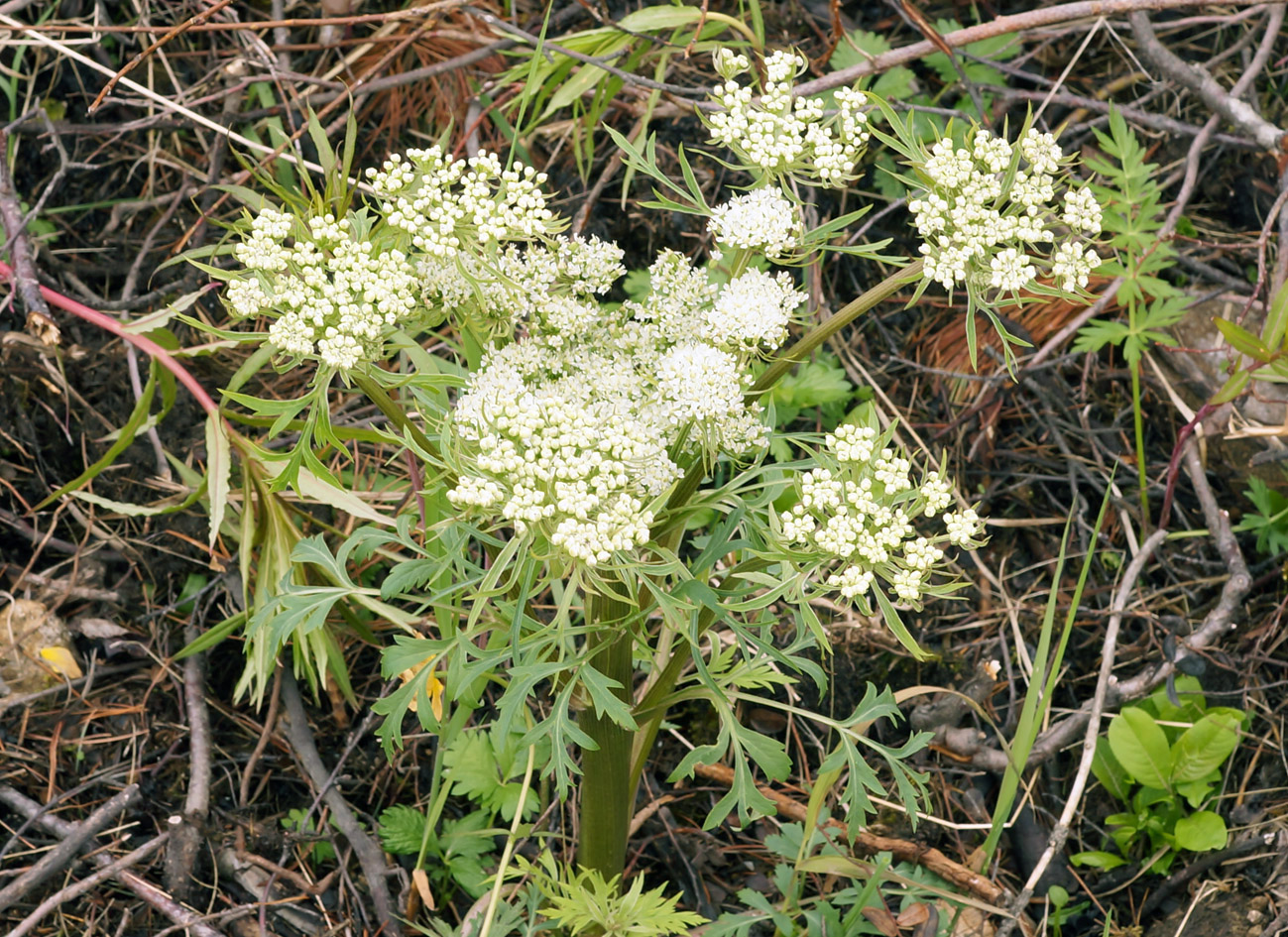 Изображение особи Pleurospermum uralense.