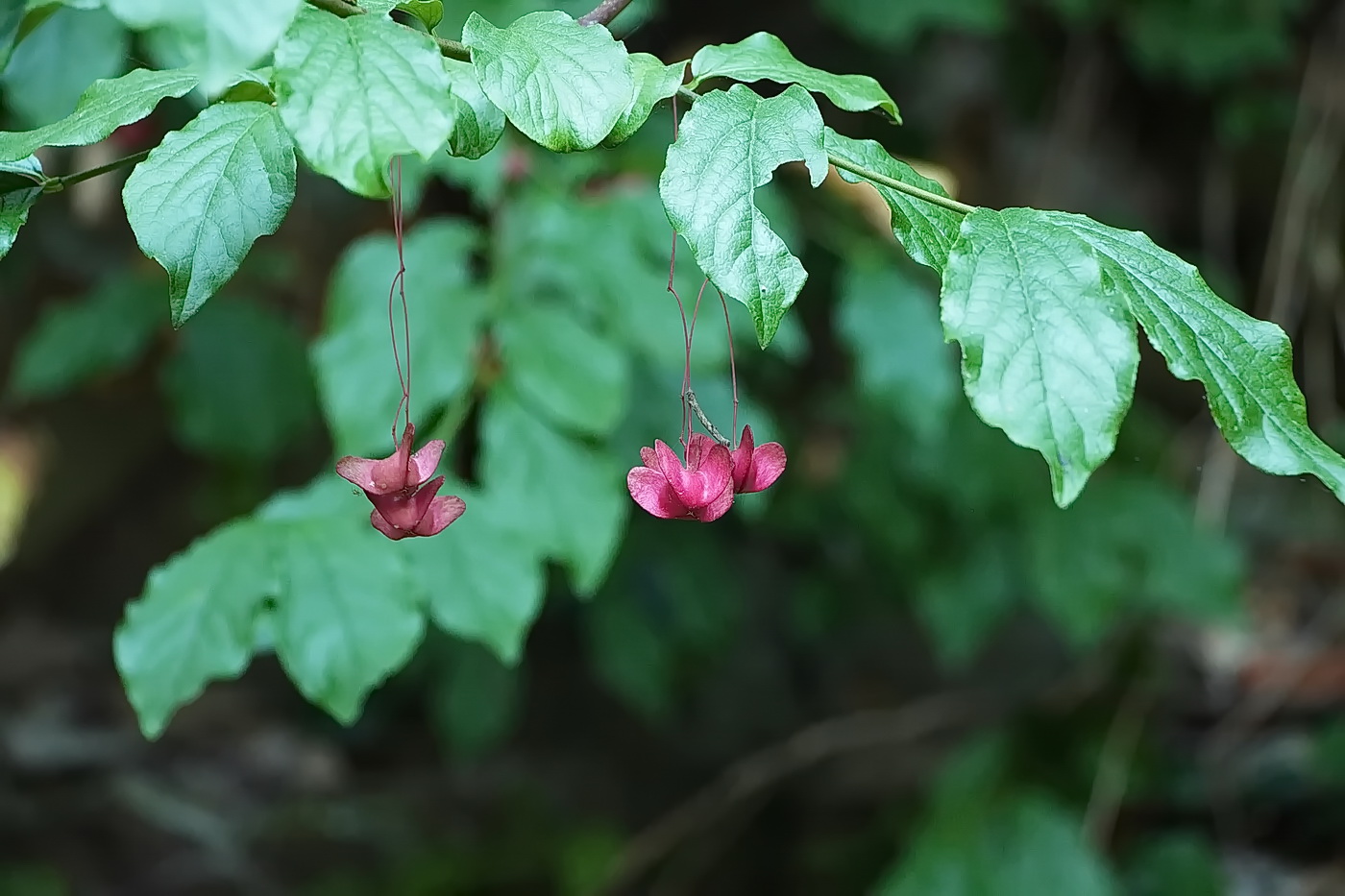 Image of Euonymus latifolius specimen.