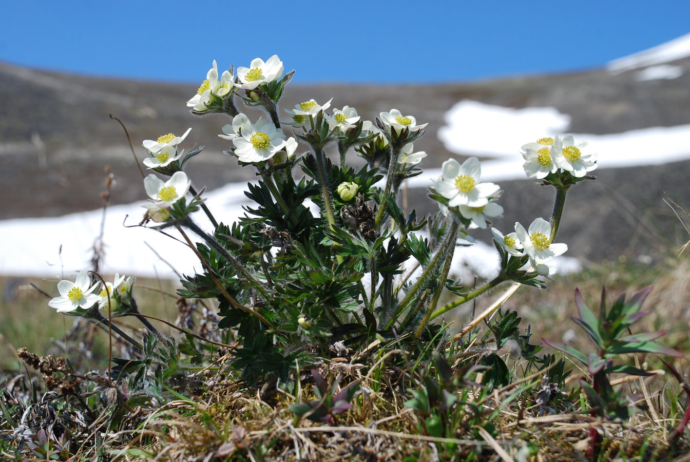 Image of Anemonastrum sibiricum specimen.