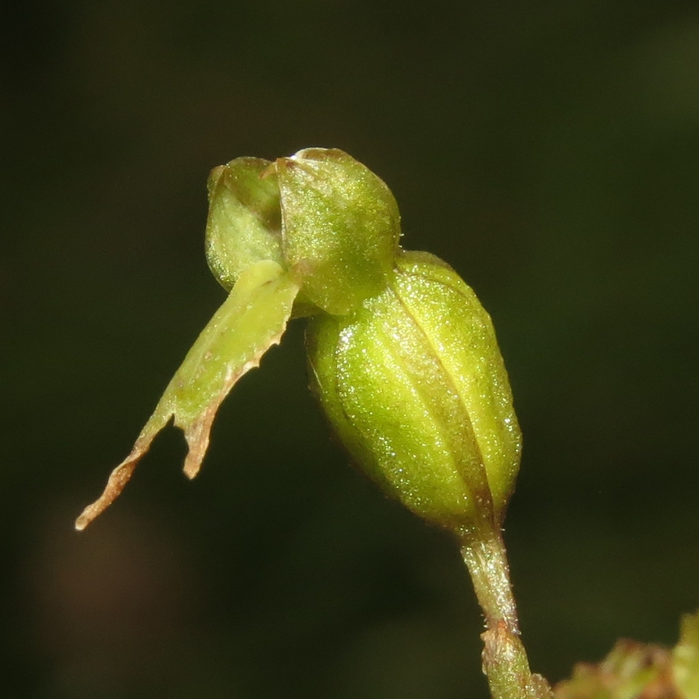 Изображение особи Listera ovata.