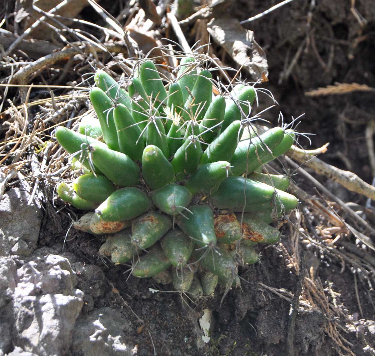 Image of Dolichothele longimamma specimen.