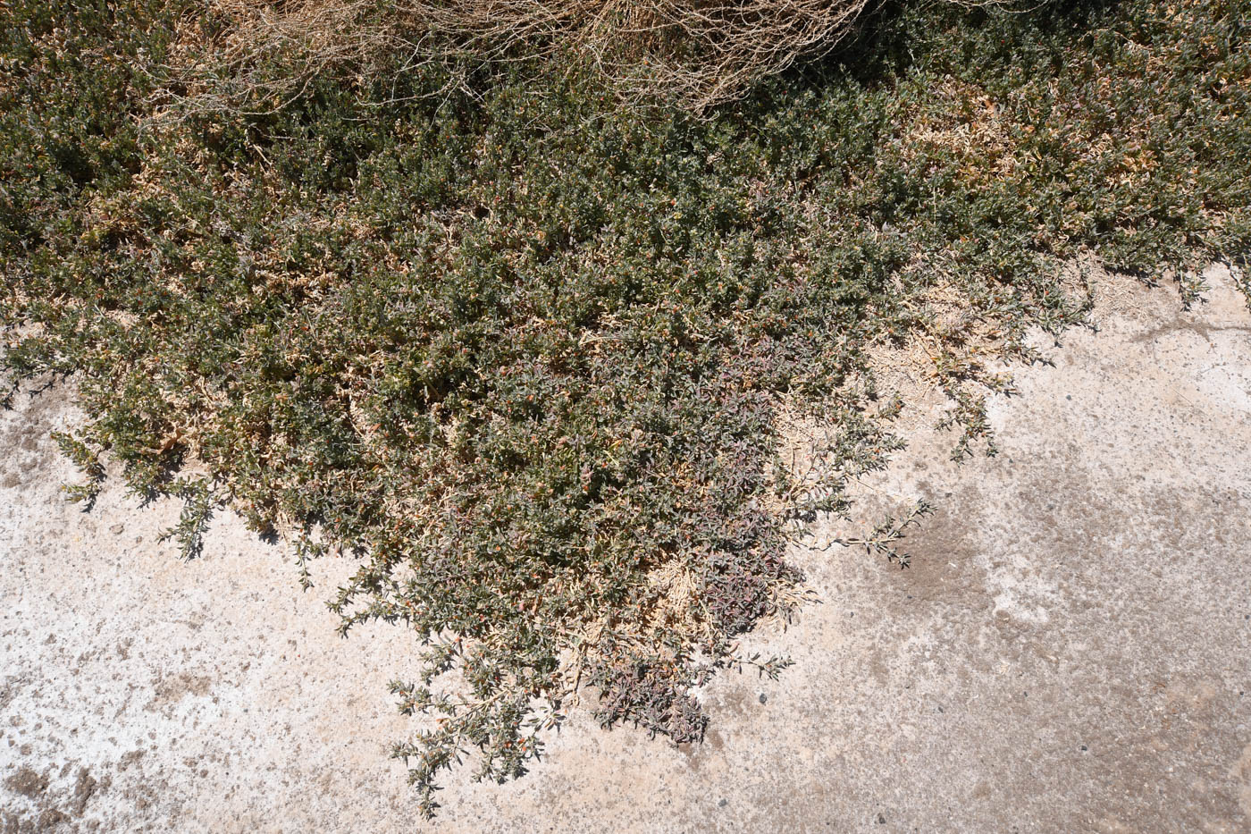 Image of Atriplex semibaccata specimen.