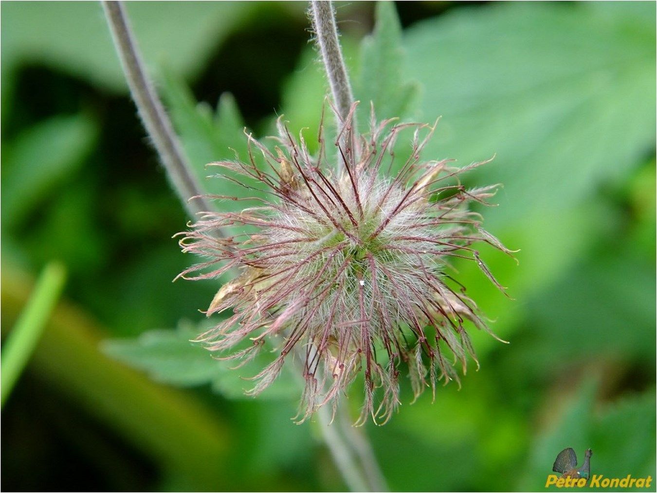 Image of Geum rivale specimen.