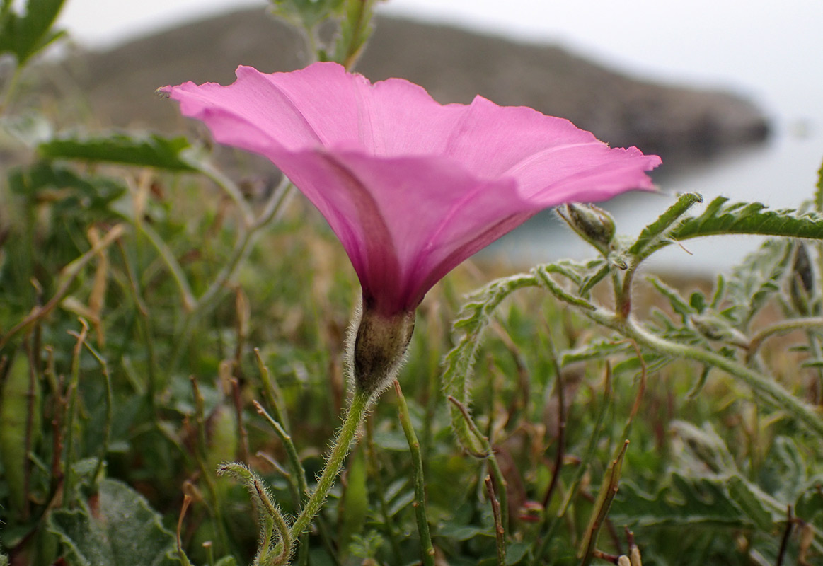 Image of Convolvulus althaeoides specimen.