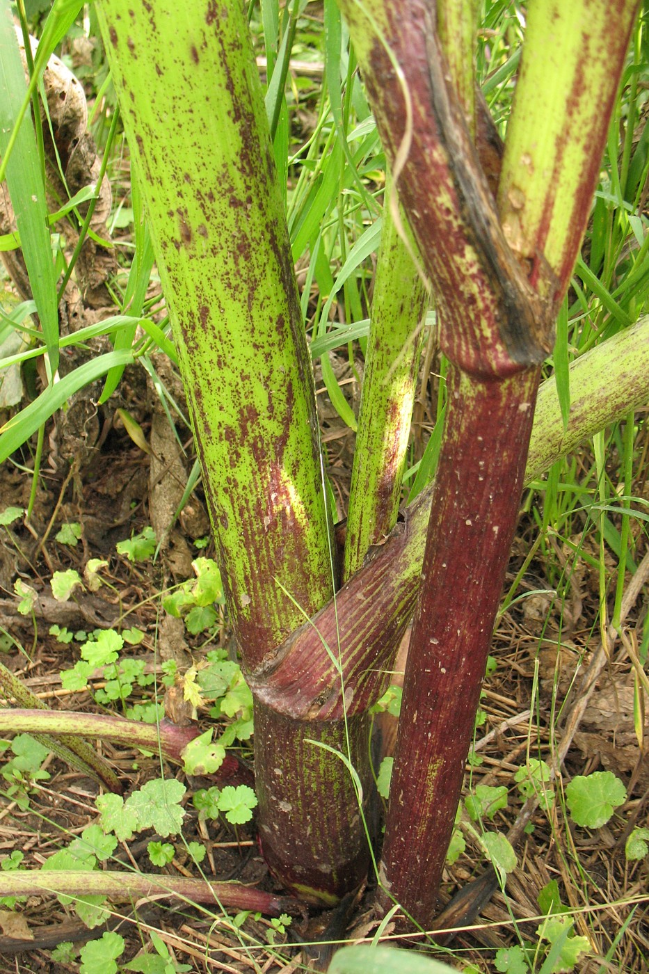 Image of Heracleum sosnowskyi specimen.