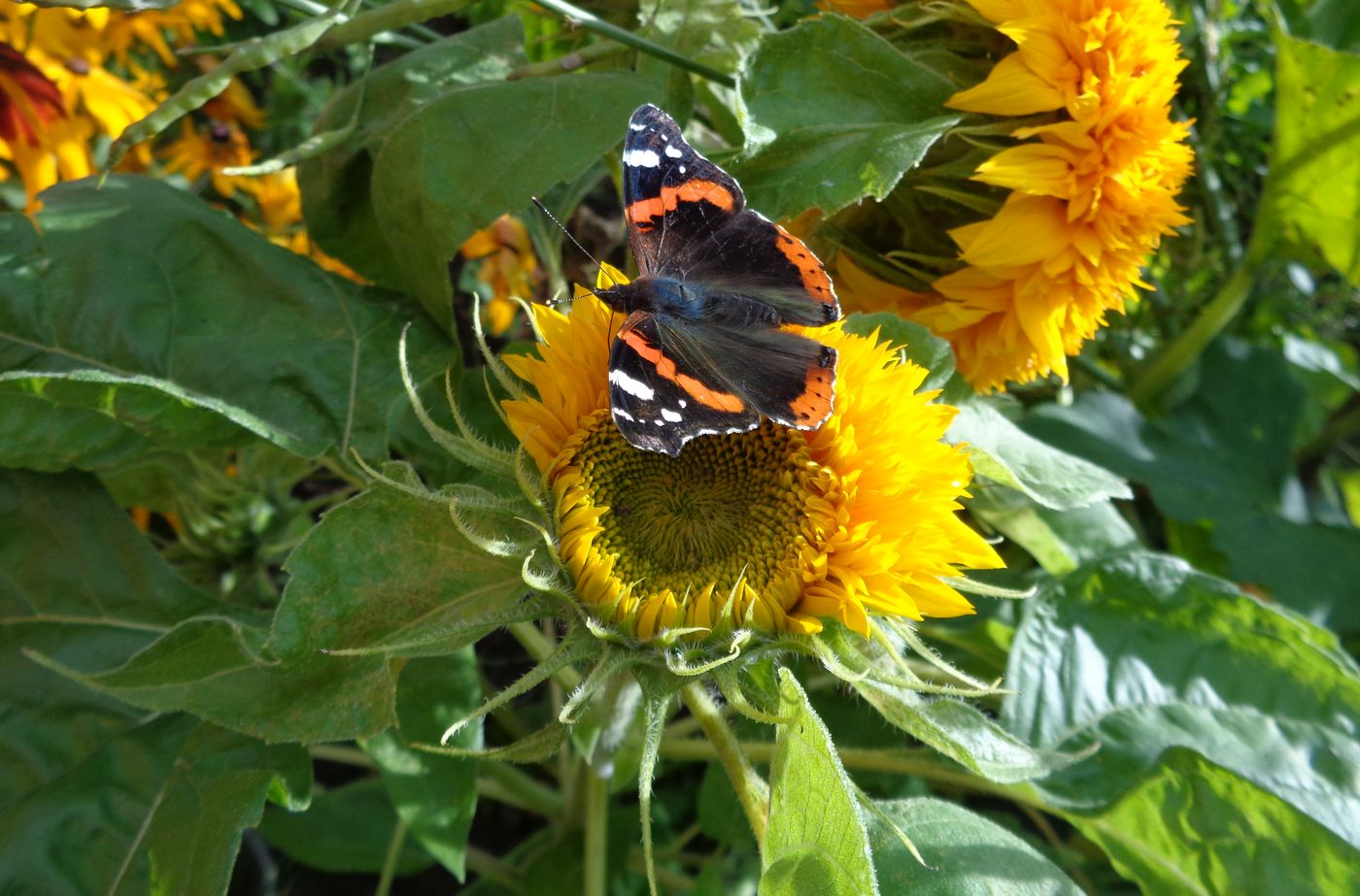 Image of Helianthus annuus specimen.