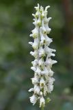 Aconitum orientale