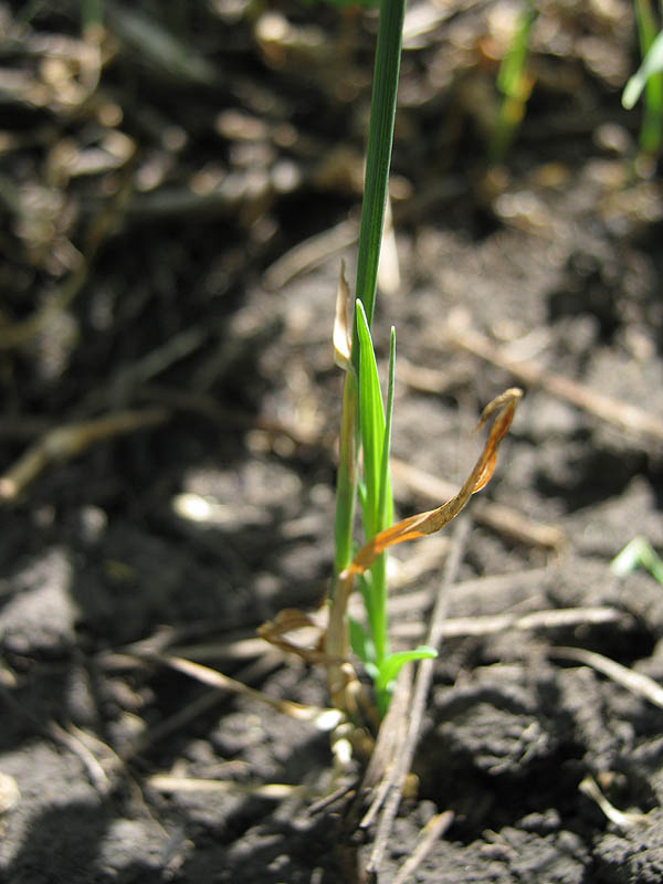 Image of genus Poa specimen.