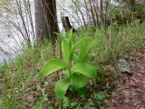 Veratrum lobelianum. Вегетирующее растение. Свердловская обл., окр. г. Североуральск, берег р. Вагран под скалами Три Брата, сосново-лиственничный лес с примесью пихты. 14.06.2018.