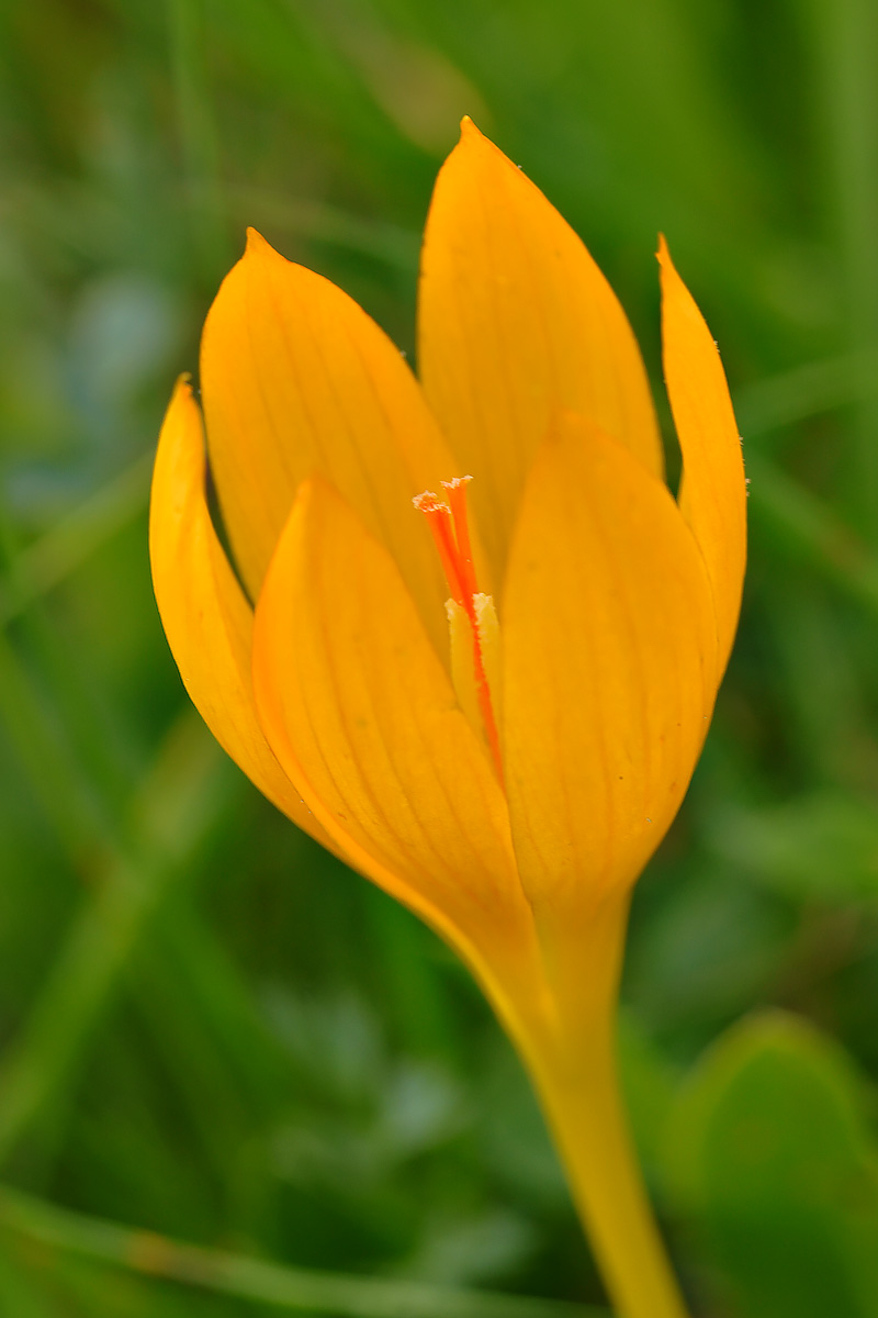 Image of Crocus scharojanii specimen.