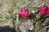 Tulipa humilis. Цветущие растения. Тверская обл., г. Тверь, городской сад, газон, в культуре. 17 апреля 2019 г.