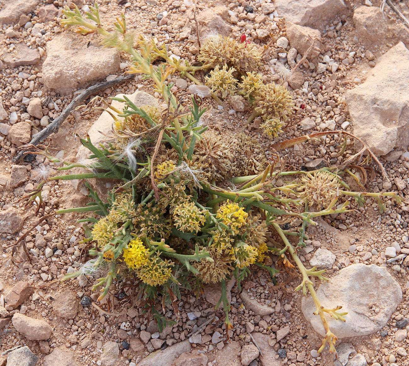 Image of Anacyclus monanthos specimen.