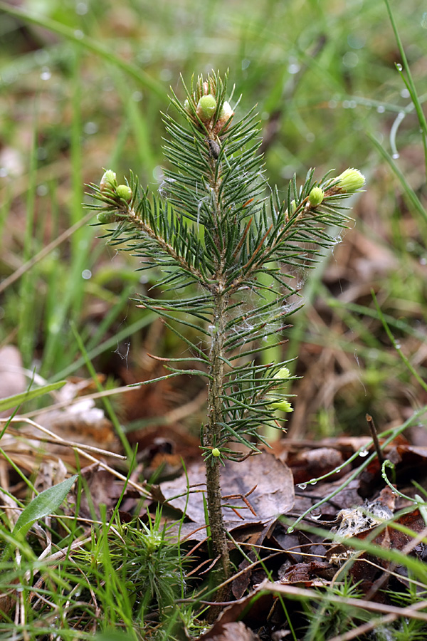 Изображение особи Picea abies.