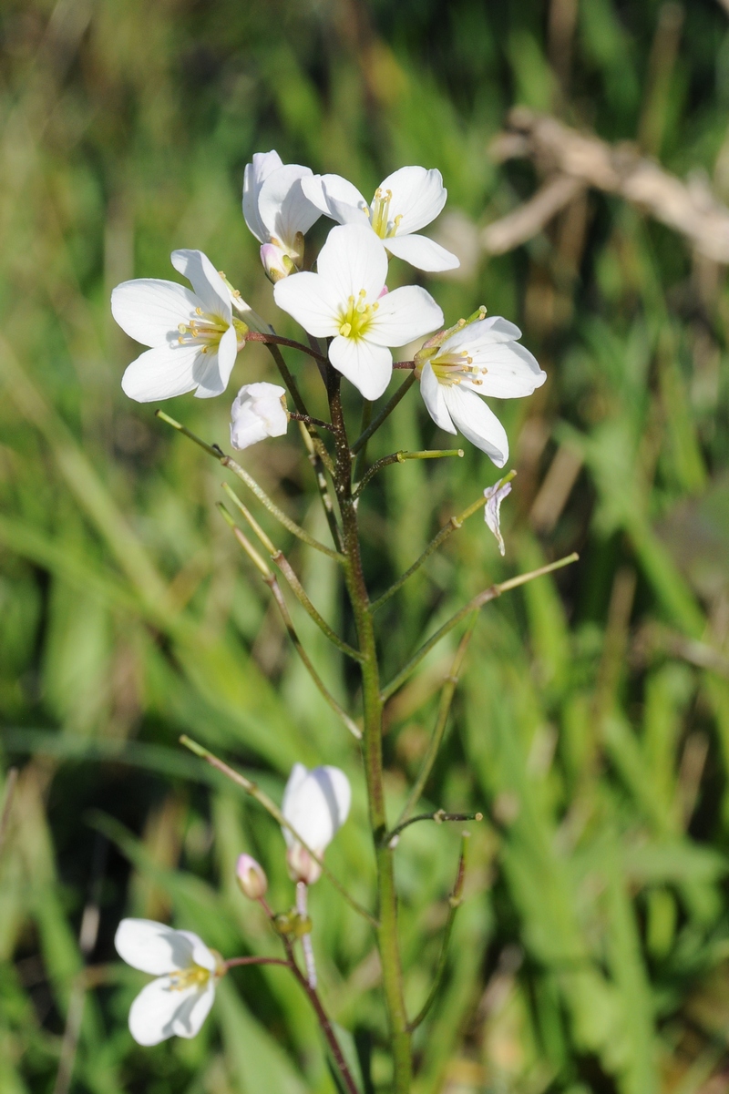 Image of Cardamine californica specimen.