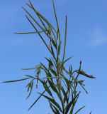 Epilobium palustre. Верхушка цветущего и плодоносящего побега. Новосибирская обл., Карасукский р-н, окр. бывшего с. Баское, берег канала. 12.08.2019.