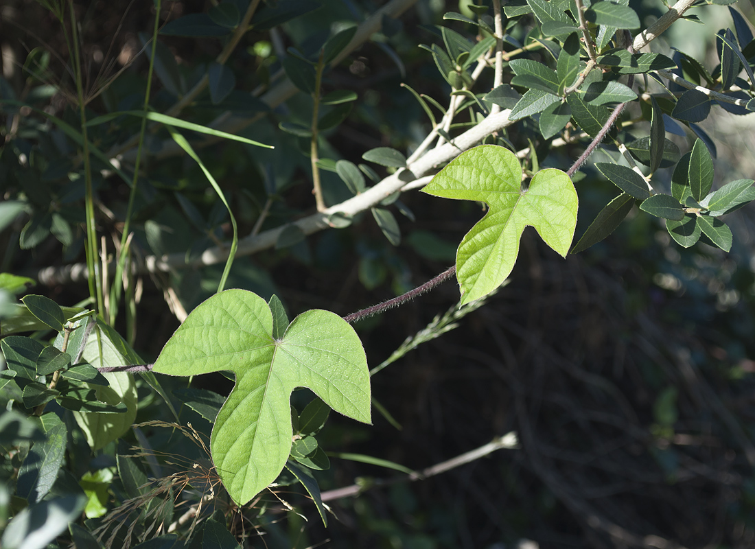 Image of Ipomoea indica specimen.