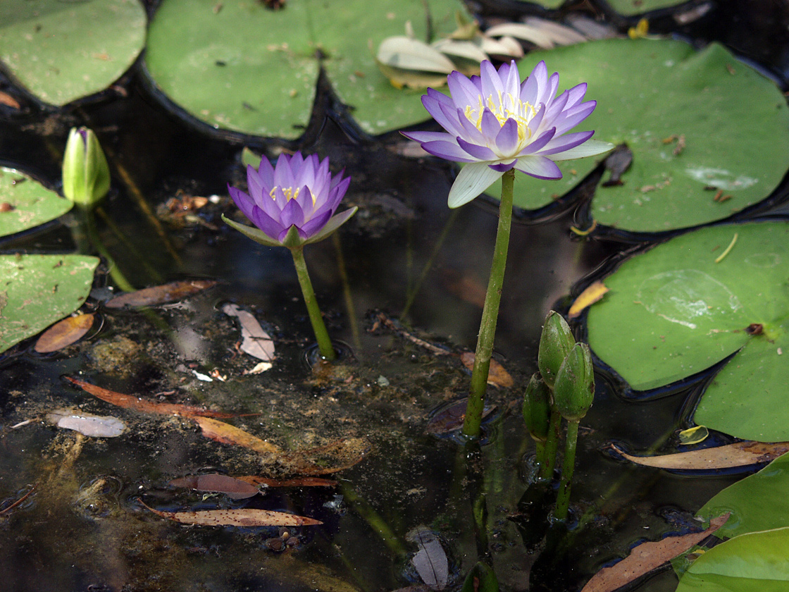 Изображение особи Nymphaea violacea.