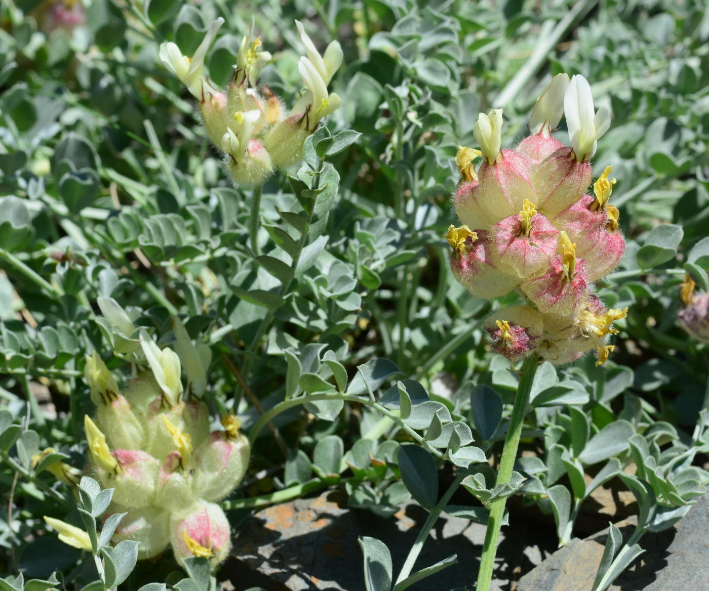 Image of Astragalus ellipsoideus specimen.