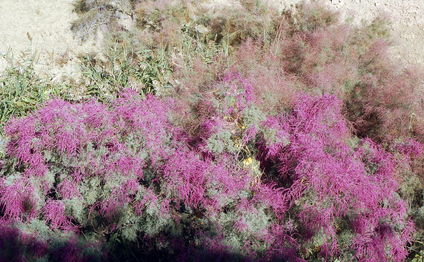 Image of Tamarix ramosissima specimen.