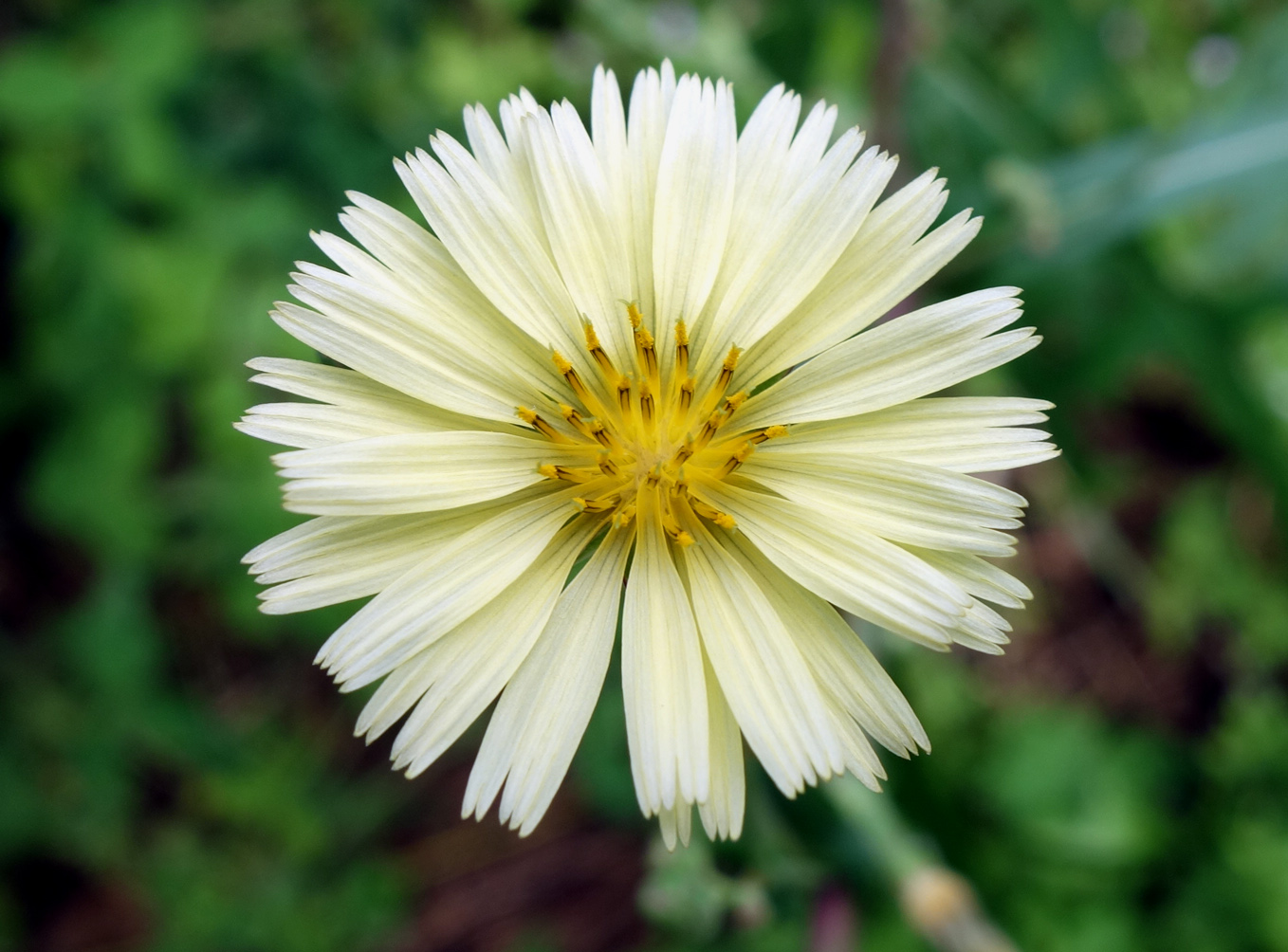 Image of Lactuca indica specimen.