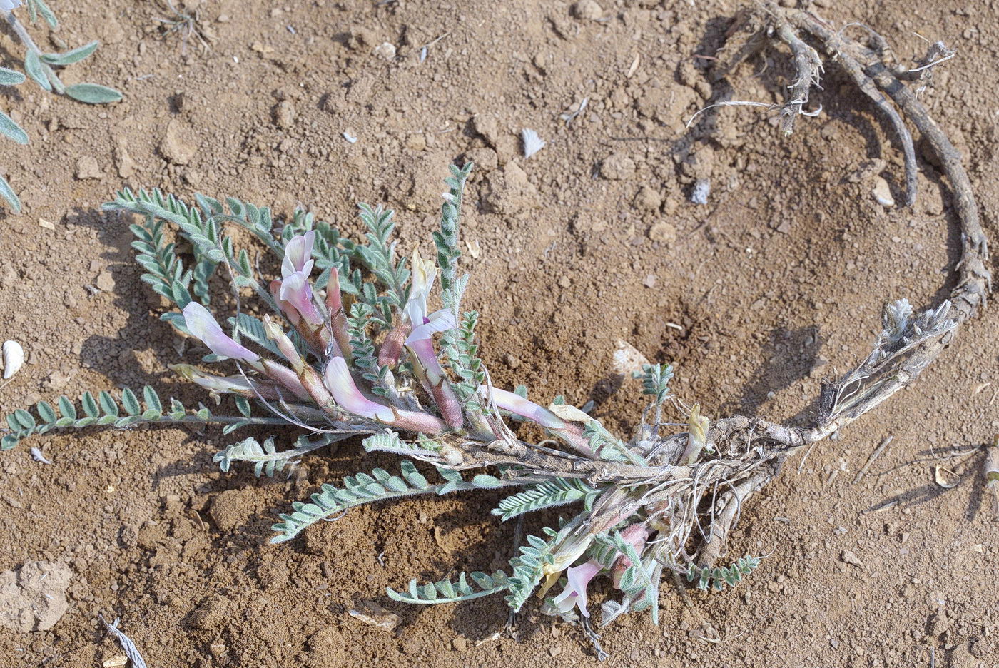 Image of Astragalus testiculatus specimen.