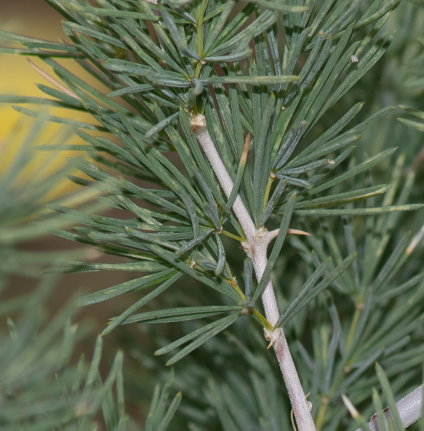 Image of Asparagus nelsii specimen.