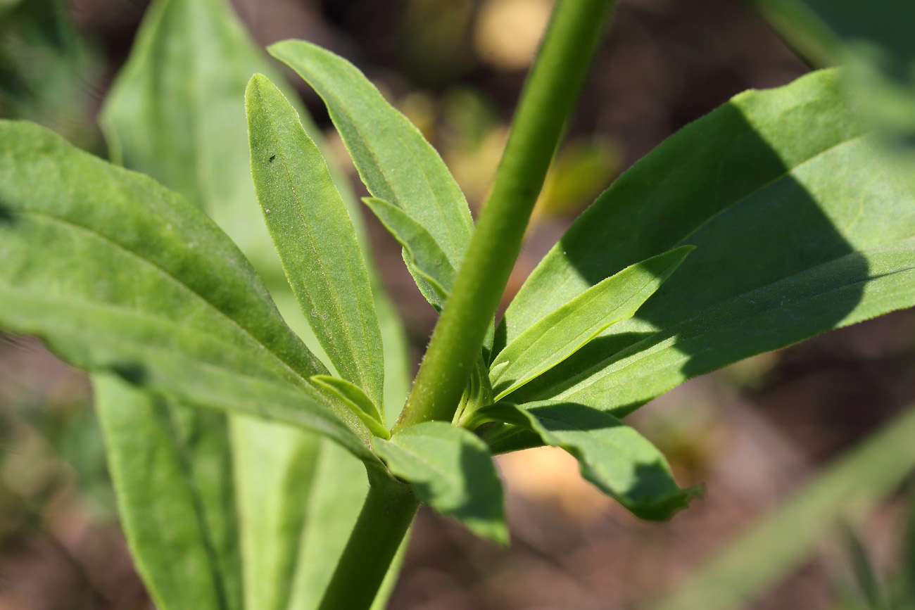 Image of Saponaria officinalis specimen.