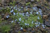 Myosotis alpestris. Цветущее растение на морене. Северная Осетия, Алагирский р-н, Сказское ущелье, около 2800 м н.у.м. 13.07.2020.