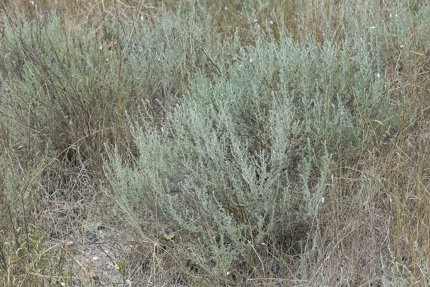 Image of Artemisia taurica specimen.