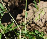 Vicia hirsuta