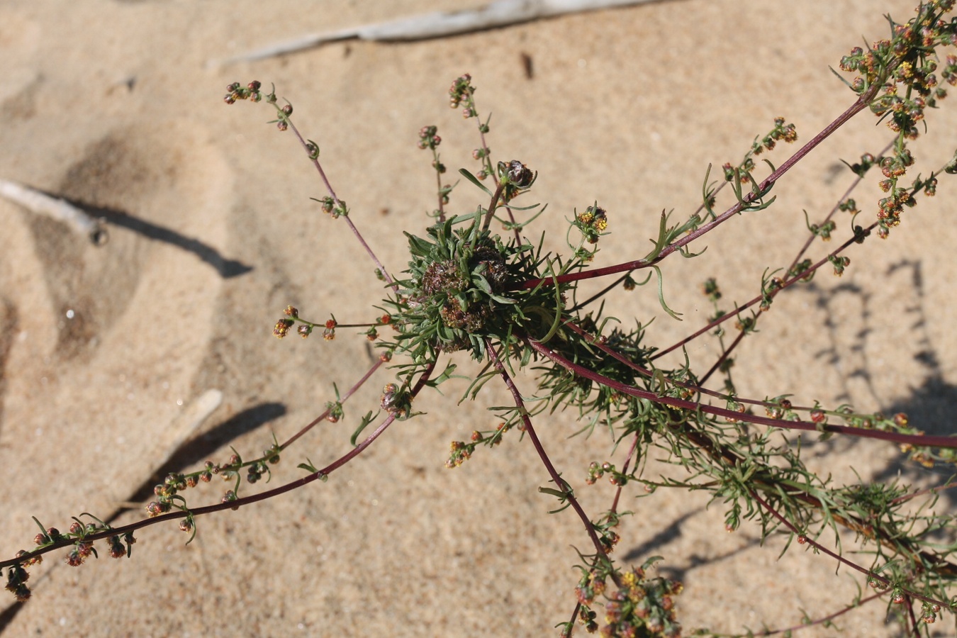 Image of Artemisia campestris specimen.