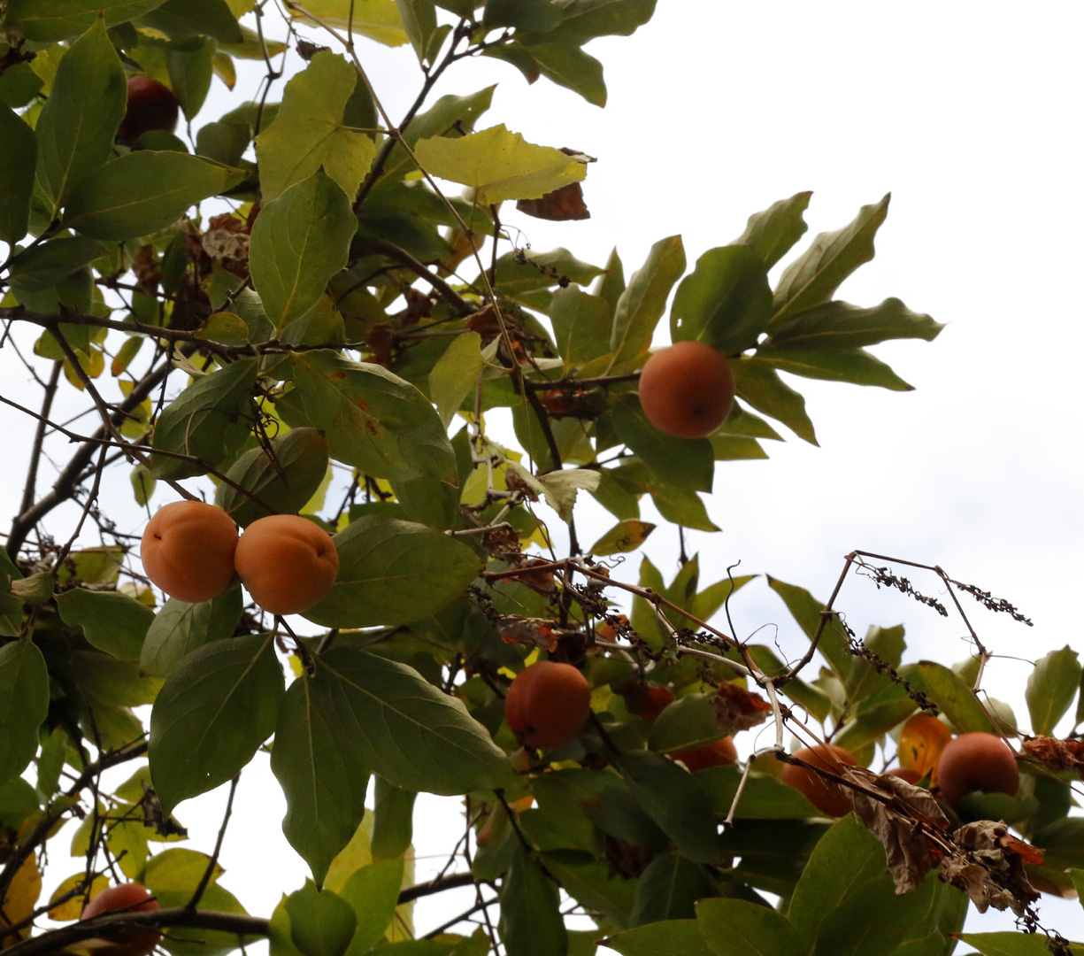 Изображение особи Diospyros kaki.