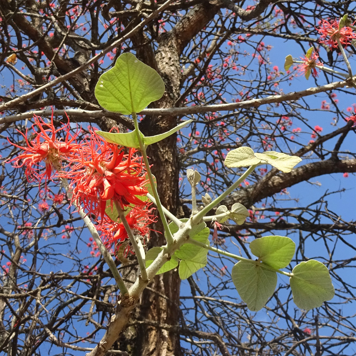 Изображение особи Erythrina abyssinica.