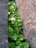 Cochlearia officinalis. Цветущее растение между камней. Кольский п-ов, Восточный Мурман, губа Широкая. 20.07.2009.