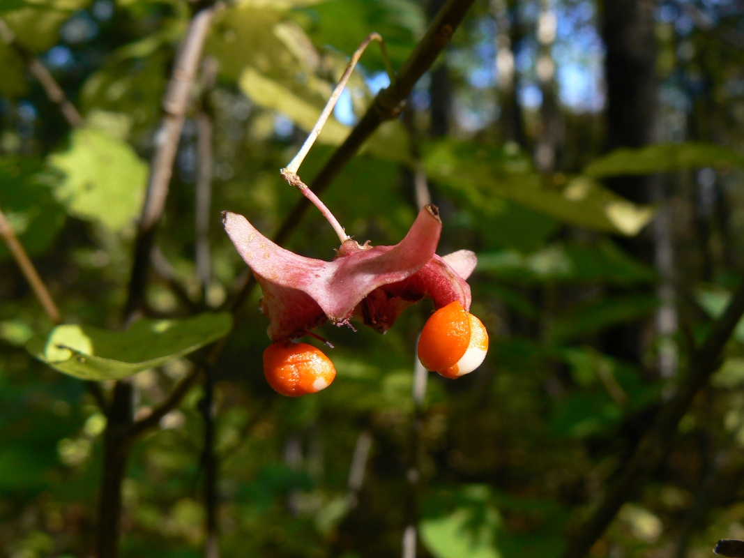 Image of Euonymus macropterus specimen.